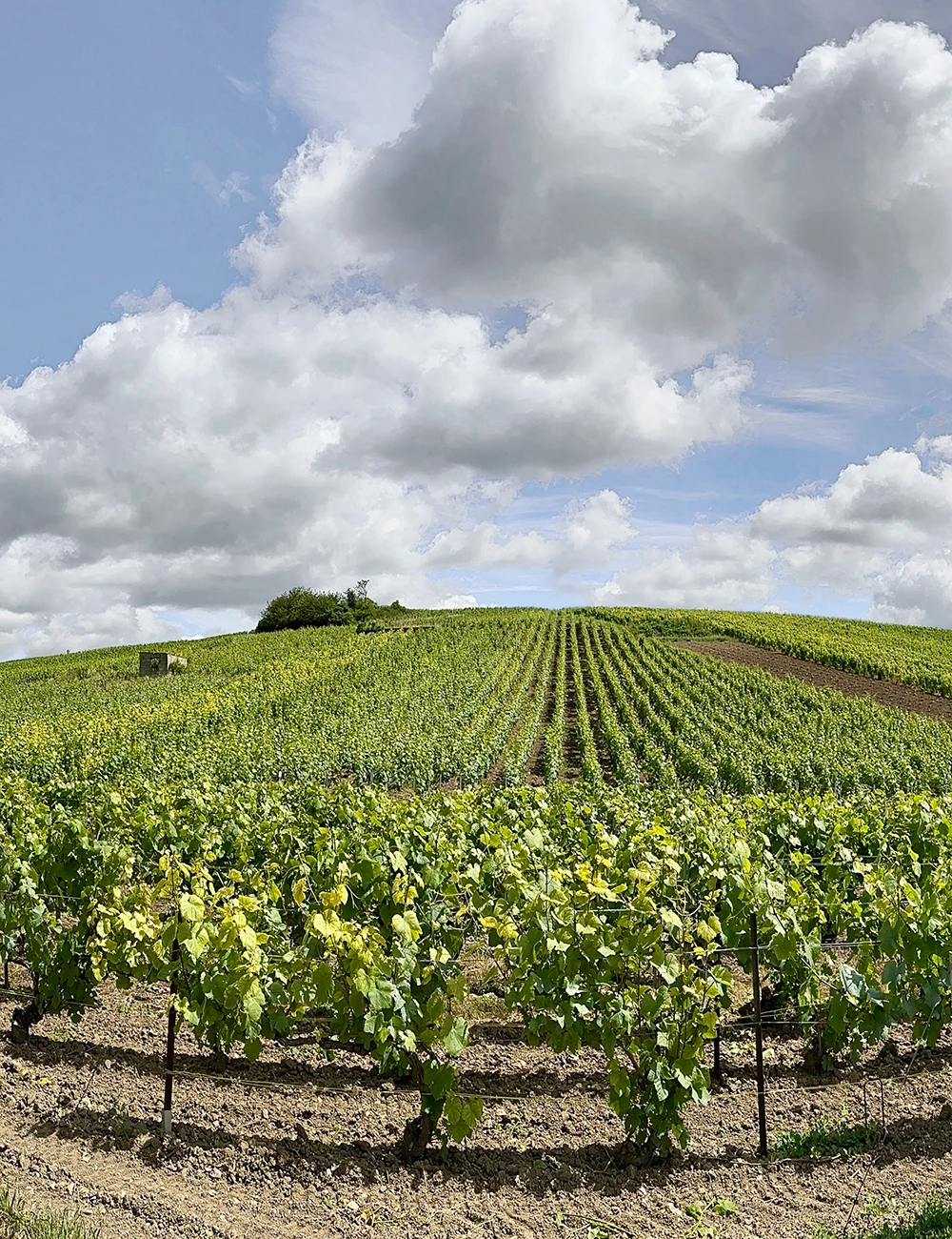 Weinberg bei Sonnenschein