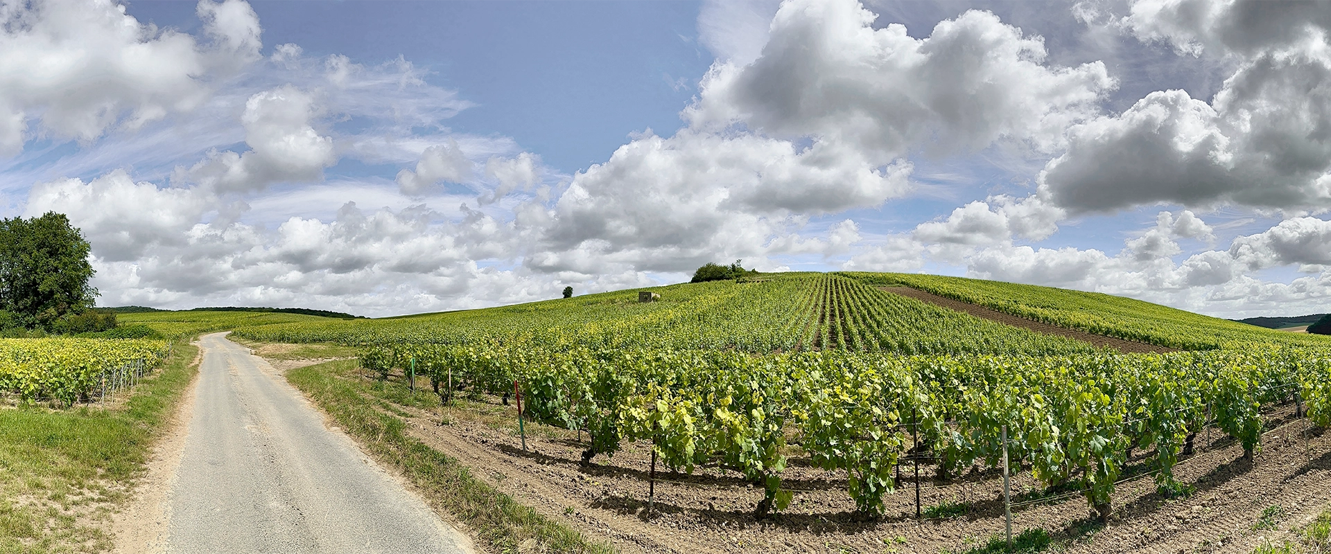 Weinberg bei Sonnenschein